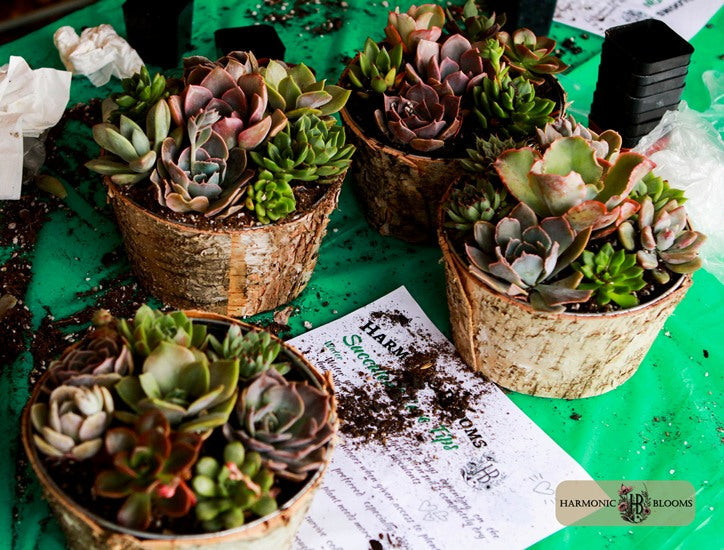 FEATURED IN THE GLASTONBURY CITIZEN: WORKSHOPS AT HOPS ON THE HILL