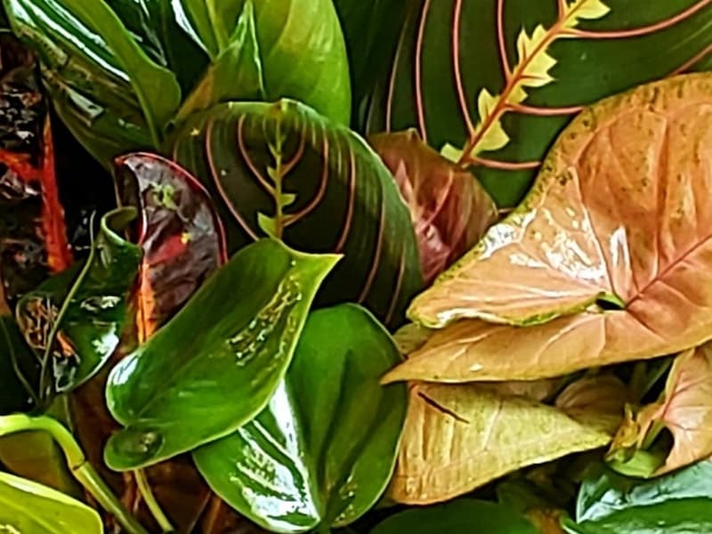Tropical foliage and plant collection featuring lush green and burgundy leaves by Harmonic Blooms in Glastonbury, CT.