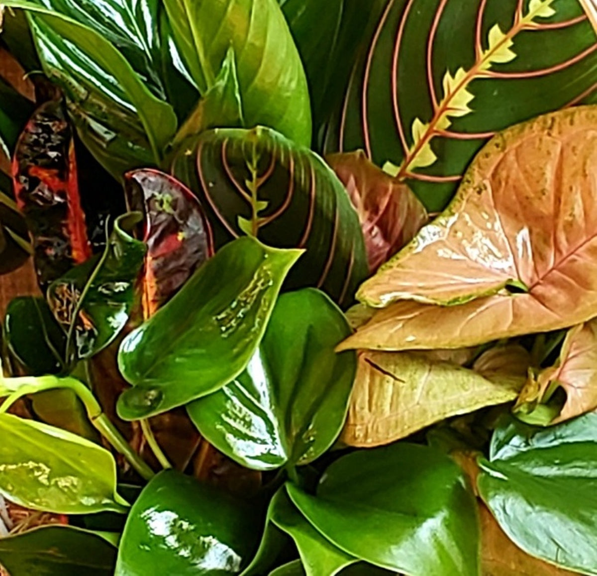 A close-up of a mixed foliage plant arrangement with glossy green leaves, some variegated with pink and red lines, and several tan-to-cream leaves with reddish-brown edges.