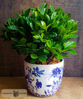A vibrant green leafy magnolia plant, potted in a white ceramic pot with a blue floral pattern, designed by Harmonic Blooms in Glastonbury, CT and set against a dark rustic wooden background.