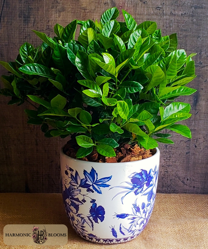 A vibrant green leafy magnolia plant, potted in a white ceramic pot with a blue floral pattern, designed by Harmonic Blooms in Glastonbury, CT and set against a dark rustic wooden background.