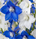 Close-up of blue and white delphinium flowers with water droplets on the petals, filling the frame.