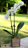 Double Phalaenopsis Orchid is elegantly presented in 5 inch square natural wood container by Harmonic Blooms in Glastonbury, CT.