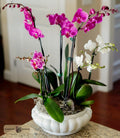 A potted arrangement of vibrant magenta and white orchids with green leaves, presented in a white ceramic planter, designed by Harmonic Blooms in Glastonbury, CT and placed on a kitchen counter with a blurred home interior.