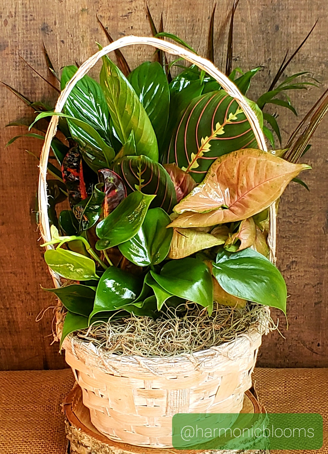 Botanical Dish Garden