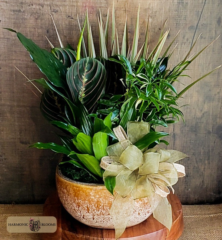 A potted mixed green plant arrangement in a speckled ceramic pot with a large beige ribbon bow, displayed on a wooden stand against a rustic wood background by Harmonic Blooms in Glastonbury, CT.