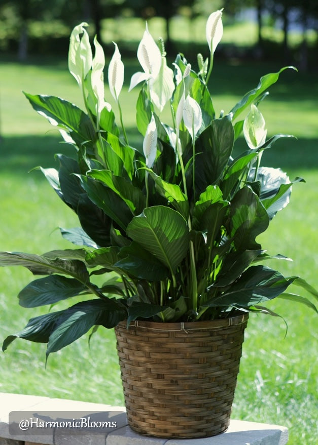 Peace Lily Plant