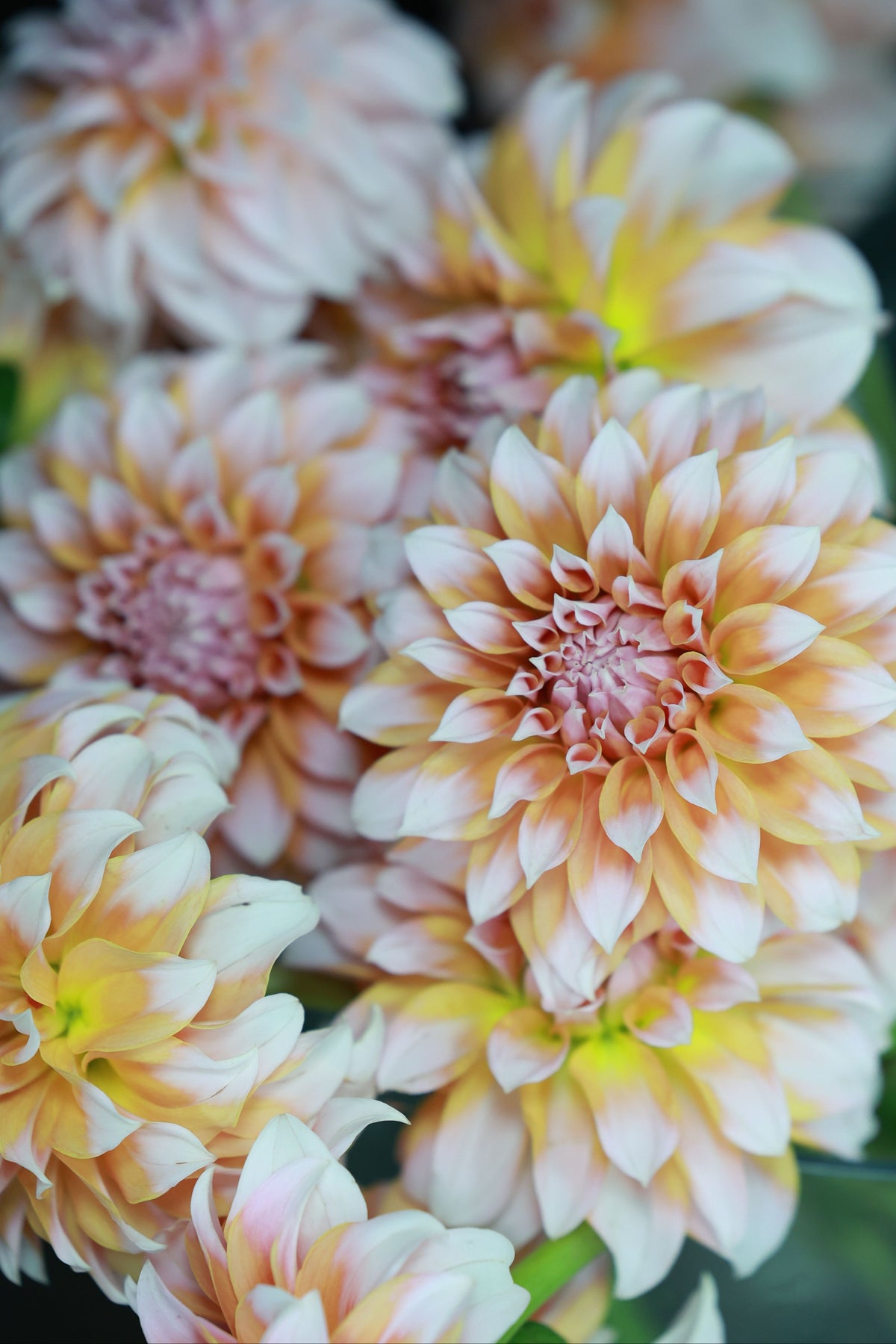 A close-up of several large dahlia flowers with layered petals in soft peach, pink, cream, and pale yellow tones against a dark blurred background.