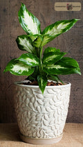 A variegated Dieffenbachia plant with green and white leaves in a textured cream-colored ceramic pot, set against a rustic dark wood background by Harmonic Blooms in Glastonbury, CT.